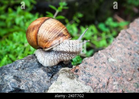Burgundy snail (Helix pomatia) or escargot in natural environment. Closeup