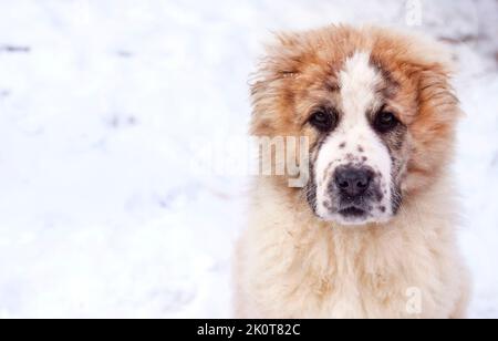 Portrait of three months puppy of Central Asian Shepherd Stock Photo