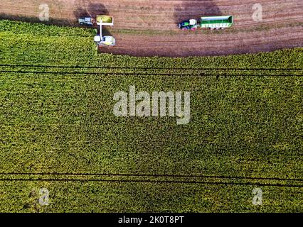 Pokrent, Germany. 13th Sep, 2022. A field of forage corn is harvested with a forage harvester. (Aerial photo taken with a drone) The corn harvest has started unusually early in northern Germany this year due to the long drought and hot weather. In the case of corn, beets and potatoes, a lack of water is also threatening to reduce crop yields in the northeast. Credit: Jens Büttner/dpa/Alamy Live News Stock Photo