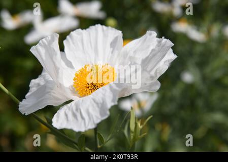 White Poppy Stock Photo