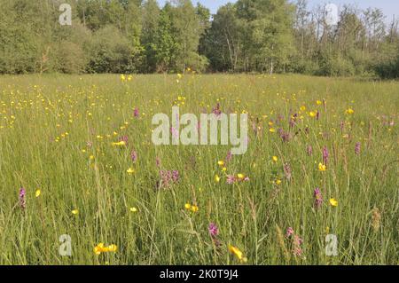 Heath-spotted orchid - Hardy orchid - Moorland spotted orchid (Dactylorhiza maculata - Orchis maculata) flowering at spring in a meadow Belgium Stock Photo