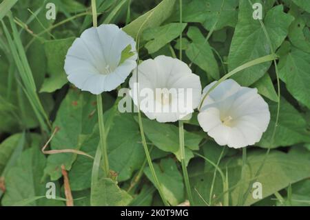 Hedge bindweed (Calystegia sepium - Convolvulus sepium) flowering in summer Belgium Stock Photo