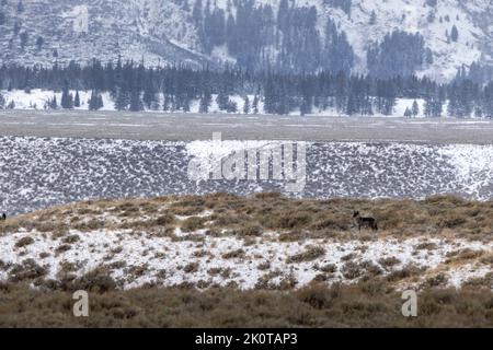 A lone black wolf standing in sagebrush below the Teton Mountains early in the winter season. Grand Teton National Park, Wyoming Stock Photo