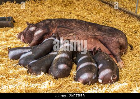 Berkshire piglets suckling their mother at the Cotswold Farm Park, Kineton, Gloucestershire UK Stock Photo