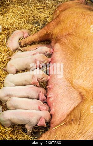 British Lop piglets suckling their mother at the Cotswold Farm Park, Kineton, Gloucestershire UK Stock Photo