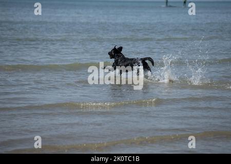 Black Labrador playing in the sea on a sunny day Stock Photo
