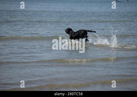 Black Labrador playing in the sea on a sunny day Stock Photo