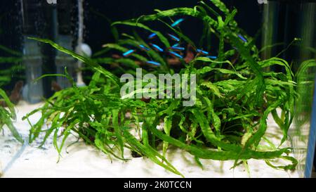 Freshwater aquatic plants in a fish tank with blurred background Stock Photo