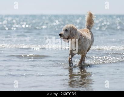 White Labradoodle, Poodle crossbreed, having fun in the sea at low tide ...