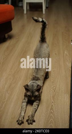 A Devon rex cat stretching isolated on the floor Stock Photo