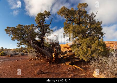 A large twisted juniper tree stretching out along the White Rim Overlook Trail. Canyonlands National Park, Utah Stock Photo