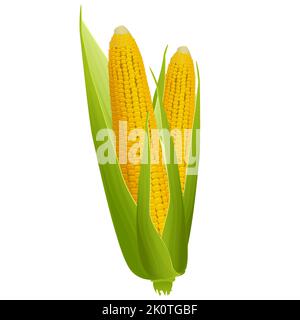 Two ripe corn cobs with golden grains and green leaves isolated on white background. Vector design element. Stock Vector
