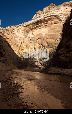 The sandstone cliffs of Hackberry Canyon rising high above the creek ...
