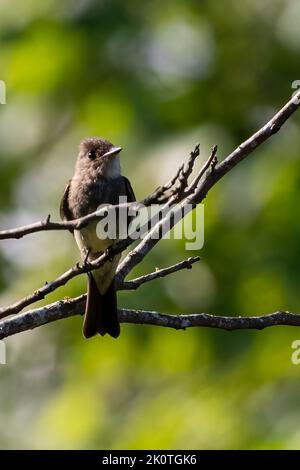 Western wood-pewee bird resting on a branch Stock Photo