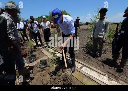 2022-09-13 11:40:00 Prime Minister Mark Rutte, supported by Professor Sieuwnath Naipal and Surinamese President Chan Santokhi, plant a mangrove tree in the 'Mangrove Rehabilitation Project' in Weg naar Zeegebied during his official visit to Suriname. ANP RANU ABHELAKH netherlands out - belgium out Stock Photo