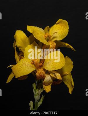 A closeup of a canna lily flowers on a black background Stock Photo