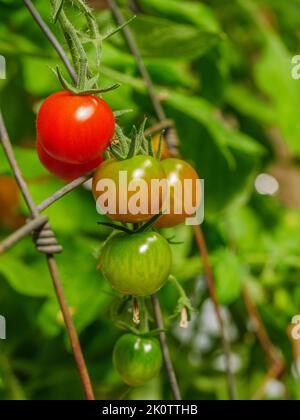 Cherry tomatoes ripening on the vine Stock Photo