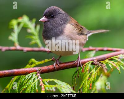 A Dark-eyed Junco (Junco hyemalis) perched on a cedar tree branch Stock Photo