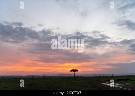 Kenya, Naibosho, 2022-02-15.  The sun rises over the Niabosho National Park. Photograph by Alexander BEE / Hans Lucas. Stock Photo
