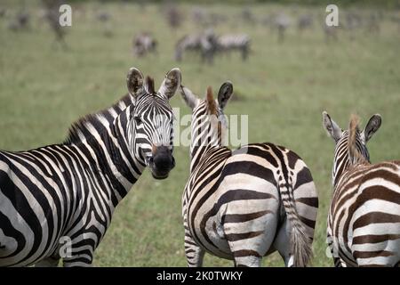 Kenya, Naibosho, 2022-02-15.  Zebra grazing on a plain. Photograph by Alexander BEE / Hans Lucas. Stock Photo