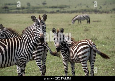 Kenya, Naibosho, 2022-02-15.  Zebra grazing on a plain. Photograph by Alexander BEE / Hans Lucas. Stock Photo