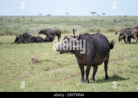 Kenya, Naibosho, 2022-02-15.  Buffalo grazing on a plain. Photograph by Alexander BEE / Hans Lucas. Stock Photo