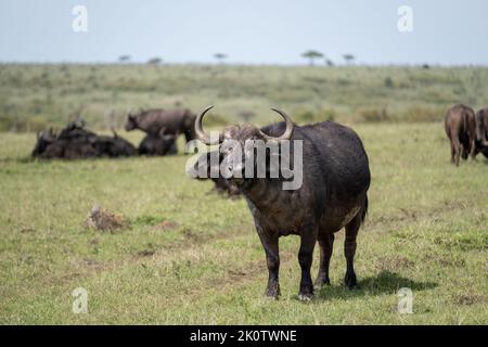 Kenya, Naibosho, 2022-02-15.  Buffalo grazing on a plain. Photograph by Alexander BEE / Hans Lucas. Stock Photo