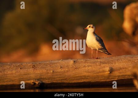Black-headed gull sitting on fallen tree in autumn Stock Photo