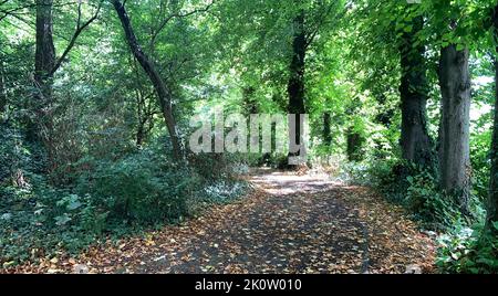 Park empty road surrounded by trees on a sunny autumn day, with sun rays in the tree shadows, beautiful landscape of peaceful environment, fallen leaves on the ground Stock Photo
