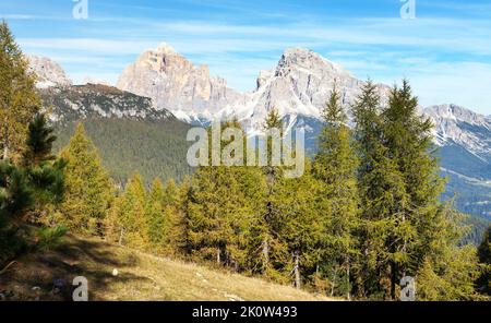 Larch wood and Le Tofane Gruppe, Dolomiti, Italy Stock Photo