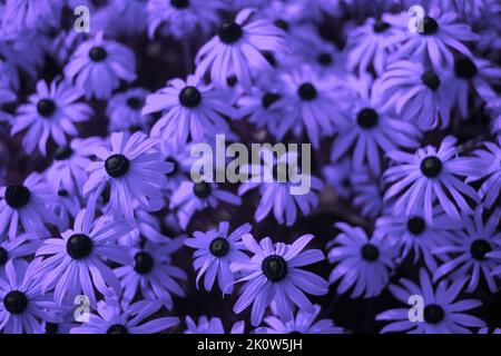 Brigh blue colored flowers on summer day Horizontal orientation. Stock Photo