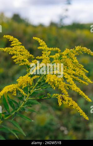 Yellow flowers of goldenrod. Weed culture grows in the field. Stock Photo