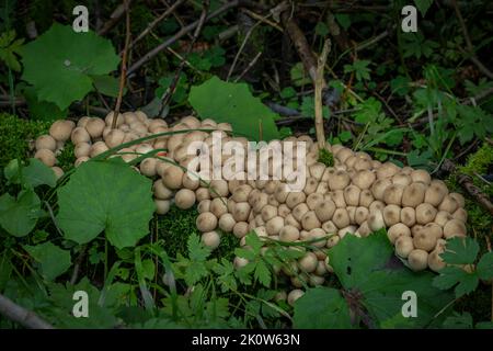 Puffballs on old fallen tree in green leafs in mountains summer evening Stock Photo