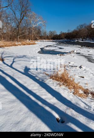 Tree shadows cradle open water of the DuPage River where Geese gather while a large Sycamore tree tands guard at a bend in the river, Hammel Woods For Stock Photo