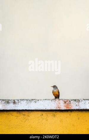 Rufous-bellied thrush, Turdus rufiventris, on a yellow wall. Stock Photo
