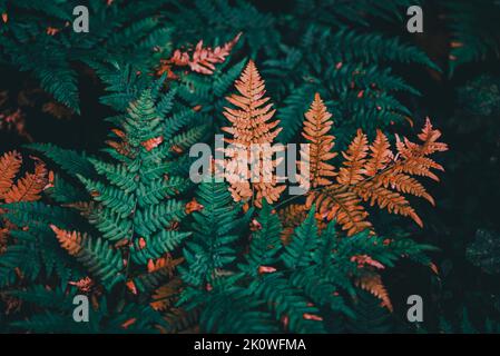 A fern is a member of a group of vascular plants (plants with xylem and phloem) that reproduce via spores and have neither seeds nor flowers. Stock Photo