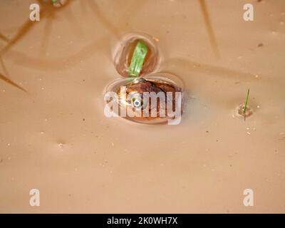 African helmeted turtle (Pelomedusa subrufa) emerging from aestivation in muddy puddle after heavy rains - Masai Mara Conservancies, Kenya,Africa Stock Photo