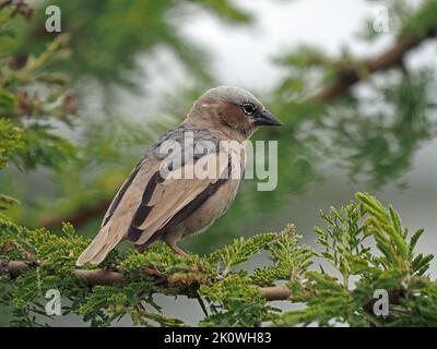 profile portrait of wild Grey-capped Social Weaver (Pseudonigrita arnaudi) perched on acacia branch in Maasai Mara Kenya,Africa Stock Photo