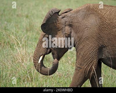 young African elephant (Loxodonta africana) with small tusk & loose wrinkly skin flapping ears feeding with trunk - Masai Mara grasslands Kenya,Africa Stock Photo