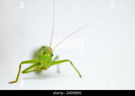 Detail of Great green bush cricket Katydid or Long-Horned Grasshopper head with tentacles. Scientific  Tettigonia viridissima. White background. Stock Photo