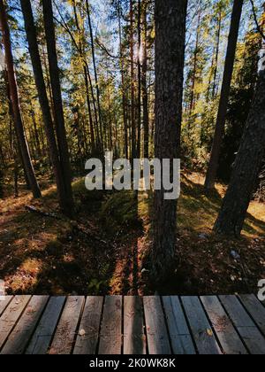 Eco path wooden walkway in the forest. Ecological trail path. Ecological trail Crayfish lakes, Leningrad region Stock Photo