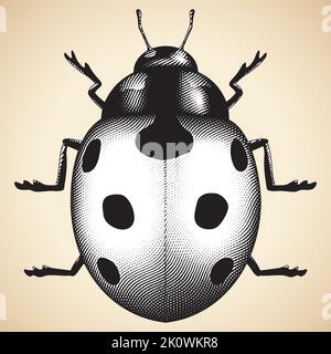 Illustration of Scratchboard Engraved Ladybug with White Fill Stock Vector