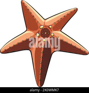 Illustration of Scratchboard Engraved Red Starfish over a White Background Stock Vector