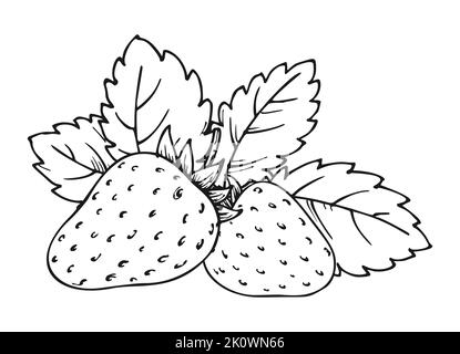 Strawberry bunch of two berries. Whole ripe wild forest berry with leaves. Tasty sweet fresh fruit. Children and adults coloring book page. Juicy strawberries handdrawn clip art black white sketch Stock Vector