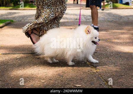 White Pomeranian dog walking alongside female owner at Praça da Liberdade in Belo Horizonte, Brazil. Stock Photo