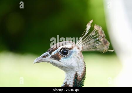 Isolated close up portrait of a beautiful single female peacock on blurry backrgound.  Stock Photo