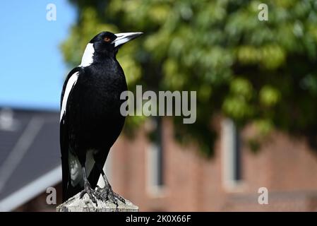 Stern-looking male Australian magpie, standing in a stiff upright manner, perched on wooden fencepost with its head turned to the side Stock Photo