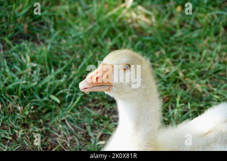 Head of young domestic goose looking into the camera on grass backgroudn Stock Photo