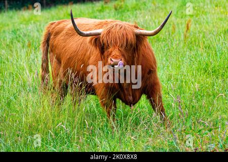 A highland Cow, Perthshire, Scotland Stock Photo - Alamy
