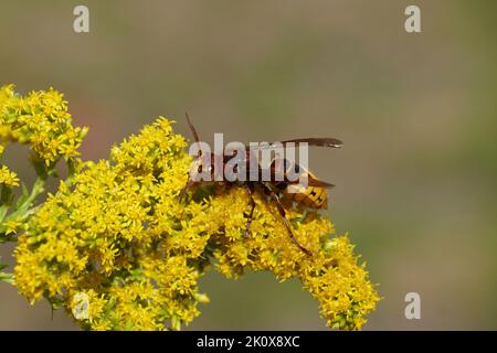 European hornet (Vespa crabro) of the family Vespidae). On flowers Canada goldenrod or Canadian goldenrod (Solidago Canadensis), family Asteraceae. Stock Photo